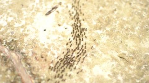 Ants spiral of death close-up Vidéo 8568140