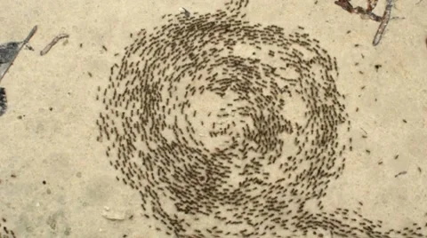Ants spiral of death Vidéo 8568159