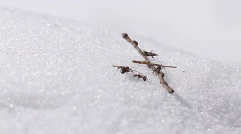 Ants at spring on snow Stock Footage 47035176