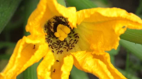 Ants in squash flower 库存影片 157424023