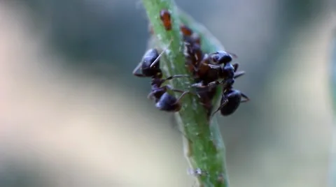 Ants on a stalk of grass Stock Footage 67641240