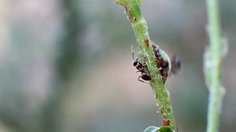 Ants on a stalk of grass Video stock 67641249