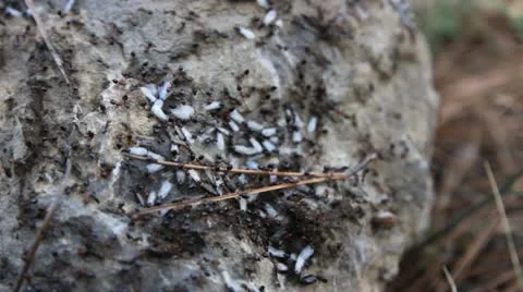 Ants on the stone are going to fly Stock Footage 18195387
