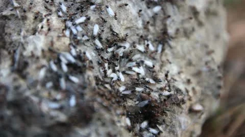 Ants on the stone are going to fly Stock Footage 18195390