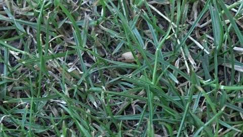Ants Struggling to Carry a Large Egg Among Grass Blades Stock Footage 337059558