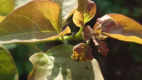 Ants sunbathing under leaves when the sun is hot 스톡 동영상 286069357