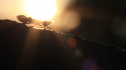 Ants sunset 2 Видео 36347545