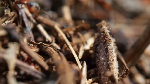Ants in super macro, a real ant hill with wild red ants. Forest and nature. Stock-Footage 137858387