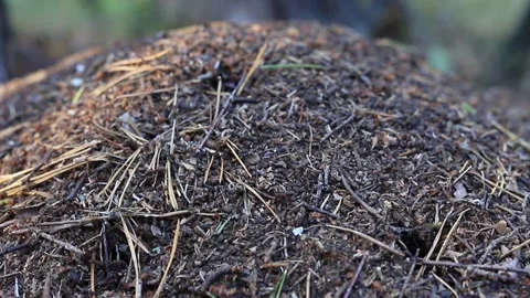 Ants on the surface of a large anthill made of pine needles, dry twigs Stock Footage 346243358
