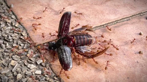 Ants surround a dead beetle during the natural process of recycling. Stock Footage 341658542