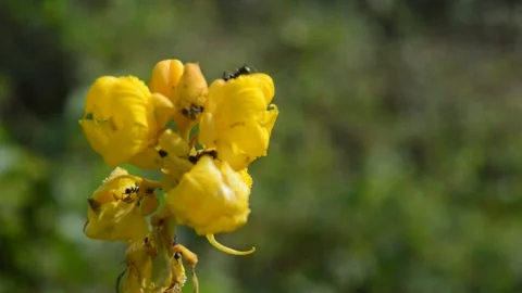 Ants surround the flower Stock Footage 212554070
