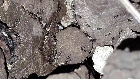 Ants swarm across rough stone surface in close-up natural behavior scene Stock Footage 310185146