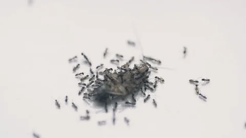 Ants swarm Cockroach Stock-Footage 127110550