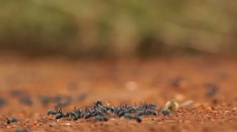 Ants swarm Stock Footage 11258920