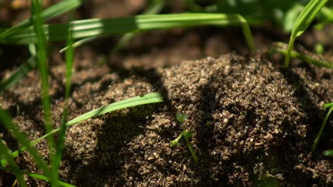 Ants swarm movement Stock Footage 130970055
