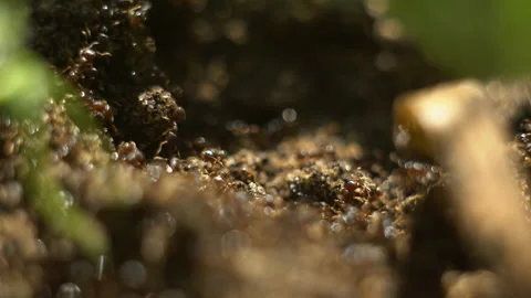 Ants swarm movement Stock Footage 130970458