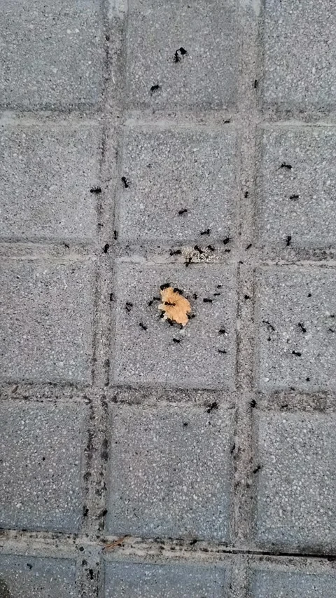 Ants swarm over a piece of bread in a fascinating timelapse on the sidewalk 스톡 동영상 337353675