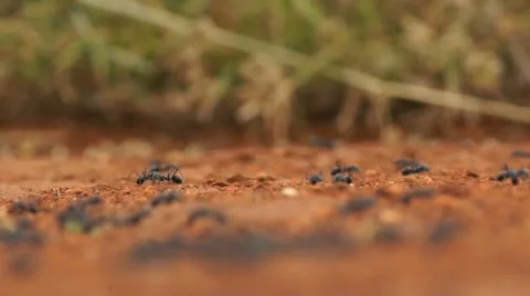 Ants swarm rack Stock Footage 11265901