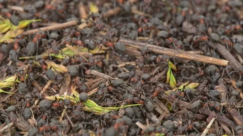 Ants swarming on an anthill 動画素材 337727741