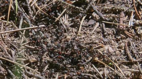 Ants swarming on an anthill 스톡 동영상 340649431