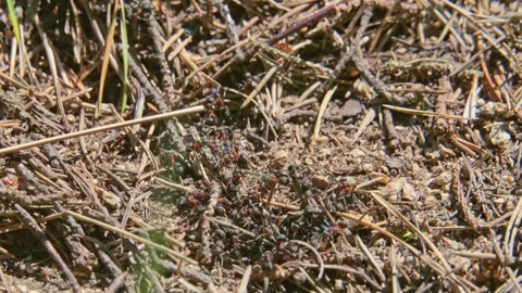 Ants swarming on an anthill in slow motion Stock Footage 338011896
