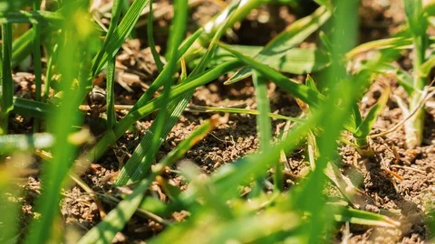 Ants swarming around in garden Stock Footage 128773997