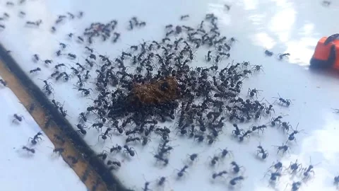 Ants Swarming Around Small Debris Vidéo 341755451