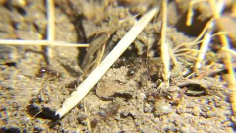 Ants swarming in deserted ground Video stock 104715239