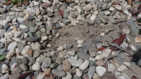 Ants swarming on a dirt patch among pebbles Stock Footage 338293918