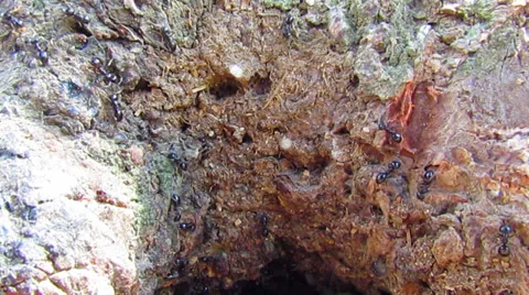 Ants Swarming Stock Footage 27881531