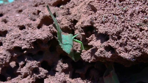 Ants Swarming On Hill 動画素材 89174524