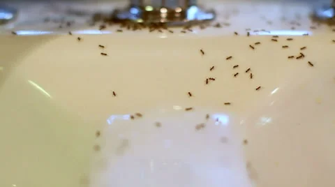 Ants swarming inside, closer shot Video stock 33380802