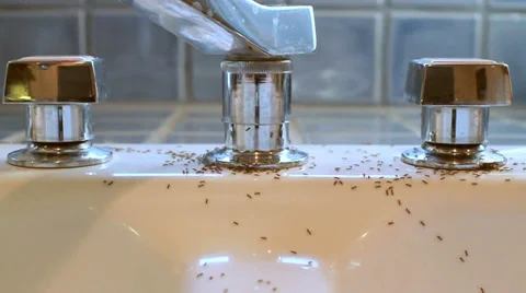 Ants Swarming Inside, edge to edge faucet Stock Footage 33383018