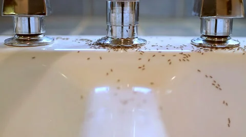 Ants swarming inside Video stock 33383628