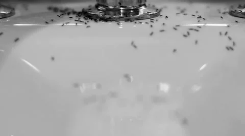 Ants swarming inside Video stock 33399630
