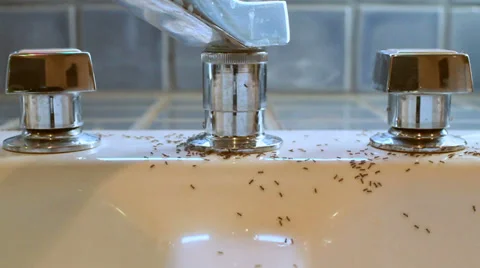Ants Swarming Inside, wider shot Video stock 33400516