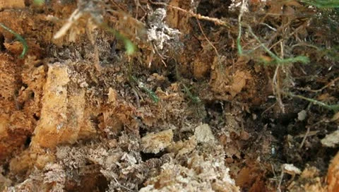 Ants swarming in the nest, Tapinoma sessile Stock Footage