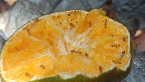 Ants Swarming on Orange Fruit Stockbeeldmateriaal 255043851