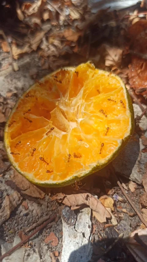 Ants Swarming on Orange Fruit Video stock 255043990