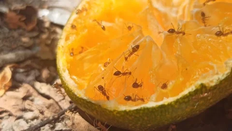 Ants Swarming on Orange Fruit Stock-Footage 255046376