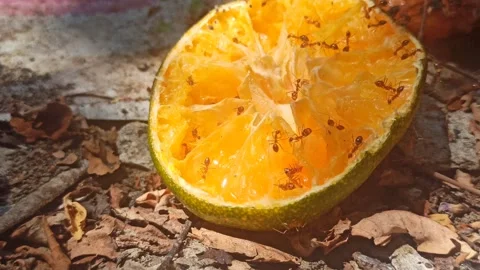 Ants Swarming on Orange Fruit Stock Footage 255046377