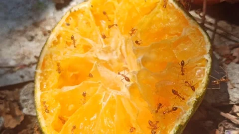 Ants Swarming on Orange Fruit Video stock 255046395