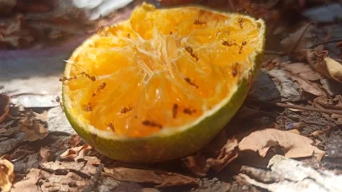 Ants Swarming on Orange Fruit Video stock 255046430