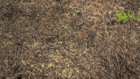 Ants swarming at their anthill Stock Footage 245057196