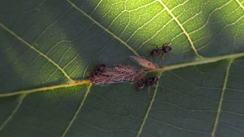 Ants take care of aphids on a leaf Stock Footage 279943961