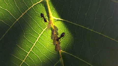 Ants take care of aphids on a leaf Stock Footage 279944013