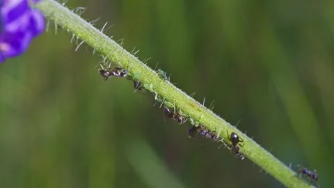 Ants taking care of their aphid flock Video stock 339225995