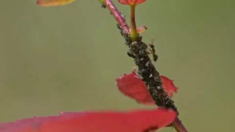 Ants taking care of their aphid flock 스톡 동영상 344640959