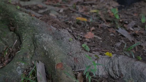 Ants on te ground Stock Footage 103044748
