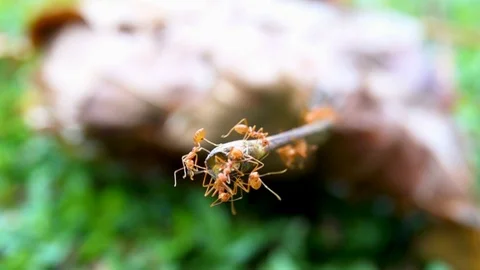 Ants team on branch tree of nest home.  Vídeos de archivo 86588697